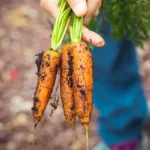 Consejos para Comer Orgánico y Crudo sin Gastar de Más